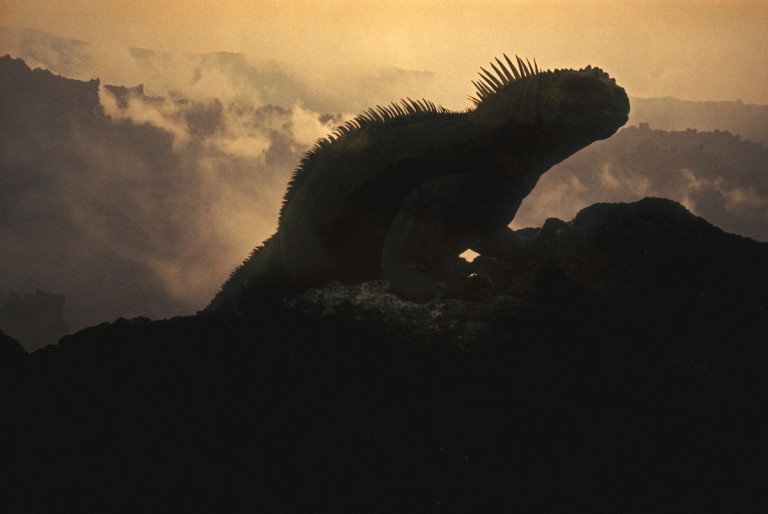 Galapagos 1969, Ernst Haas, The Creation